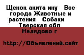 Щенок акита ину - Все города Животные и растения » Собаки   . Тверская обл.,Нелидово г.